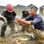 Harvest time at a fish farm in China.