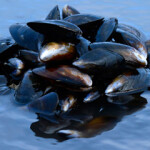 A clump of Scottish mussels