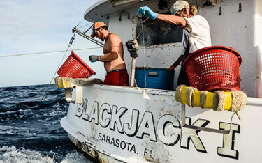 Gulf Coast reef fish fishermen, including those on the Blackjack, target snappers, groupers, amberjack, triggerfish, and mackerel.