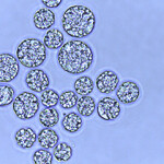 Marine microalgae researched by Veramaris.