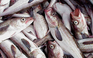 Alaska pollock has risen in U.S. consumption rankings.