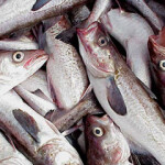 Alaska pollock has risen in U.S. consumption rankings.