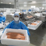 A Chilean worker carries a container of salmon fillets.
