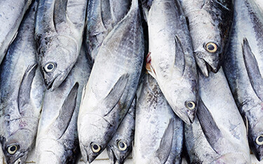 The Western and Central Pacific Fisheries Commission reached a consensus on the Tropical Tuna Measure, but failed to act on other issues.