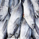 Skipjack tuna catch piled up.