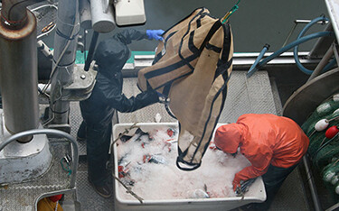 Fishermen offload salmon in Petersburg, Alaska.