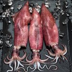 Three squid, freshly caught.