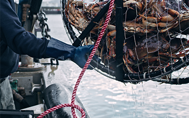 A crabber hauls in a pot of Dungeness catch.