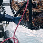 A crabber hauls in a pot of Dungeness catch.