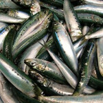Sardines in a pile.