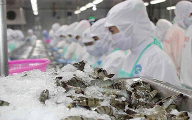 Workers in Vietnam process shrimp.
