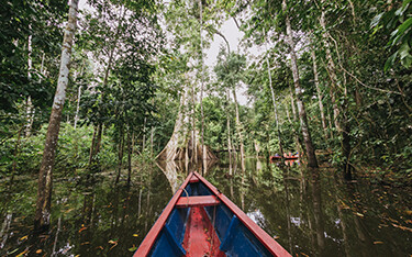 A boat navigates a forest of mangroves in Latin America.