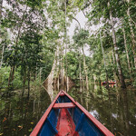 A boat navigates a forest of mangroves in Latin America.