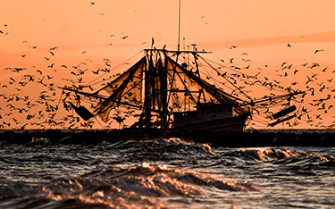 Gulls swarm a North Carolina trawler operating at sunset.