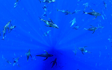 A school of fish swimming in blue ocean water.