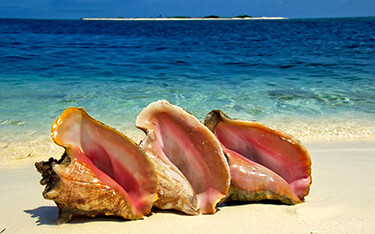 Shells on Scorpion Reef in Yucatan, Mexico.