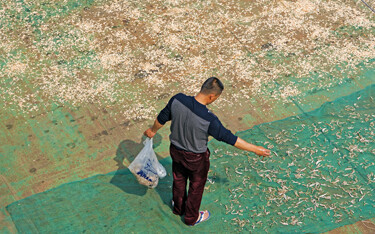 A fisherman in Chonqqing, China, drying shrimp.