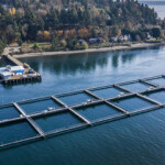 Cooke Aquaculture has received a key permit from the U.S. state of Washington that will allow it to stock its Hope Island farm with rainbow trout.