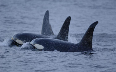 The administration of U.S. President Joe Biden has extended critical habitat designations for the highly endangered Southern Resident orca population on the U.S. West Coast.