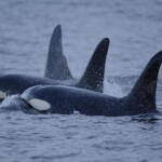 Judge keeps Alaska chinook fishery closure in place, state looks to 9th Circuit for relief