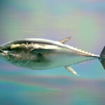Japan has asked for an increase in its total allowable catch of Pacific bluefin tuna.