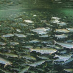 Salmon swimming in a Huon Aquaculture net pen.
