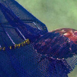 A judge is set to decide whether to postpone implementing a rule mandating shrimp fishermen install turtle excluder devices on their inshore skimmers.