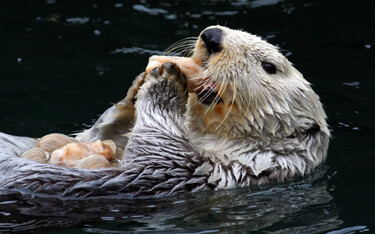 Sea otter populations have ballooned on the U.S. West Coast, and fishermen are considered they are having a negative impact on the region's fisheries.