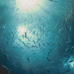 Sustainable Fisheries Partnership has published an update to its FIP Evaluation Tool.