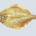 An illustration of a flounder
