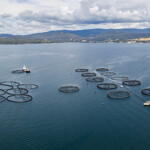 Australia’s aquaculture sector is now the largest segment of the country’s seafood industry.
