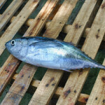 A weeklong Inter-American Tropical Tuna Commission (IATTC) meeting has failed deliver any such conservation measure.