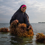 A woman in Zanzibar harvests seaweed