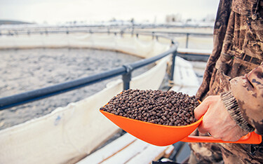 A worker holds a scoop of aquaculture feed near a net pen