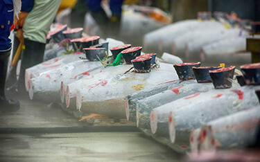 A row of frozen Pacific bluefin tuna at the Tsukiji market in Japan.