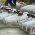 Tuna lined up at the Tsukiji market in Tokyo, Japan