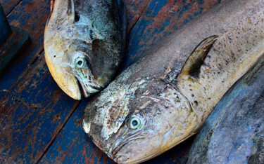 In a new study led by World Wildlife Fund Peru (WWF-Peru), Peru’s mahi and jumbo squid fisheries were used to track how digital technologies can support small-scale fishers’ engagement with global seafood traceability standards.