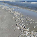 Commercial fishermen are pitching in the help scientists map out the effects of red tides in Florida.