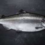 Puerto Montt, Chile-based Patagonia King Salmon is looking to produce 100 metric tons (MT) of king salmon in the next year.