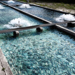 Pure Salmon is planning new RAS farms in China and Southeast Asia as part of its goal of reaching 260,000 metric tons of salmon production by 2025.