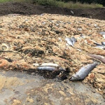 Cooke Aquaculture salmon in a compost pile after the company cleaned up a die-off at a Maine aquaculture site.