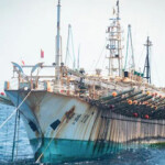 Japan has been importing more Humboldt squid from Peru in recent years, as China has significantly increased its presence in the fishery.