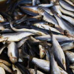 Setting catch levels for Northeast Atlantic pelagic stocks above the established scientific advice year-on-year is an unacceptable threat to shared-stock fisheries, the North Atlantic Pelagic Advocacy Group (NAPA) has warned.