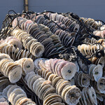 A set oysters raised via aquaculture in Japan.