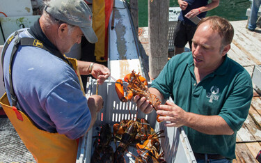 Stonington, Maine, U.S.A.-based Greenhead Lobster Products is recalling 5,749 pounds of frozen cooked lobster meat.