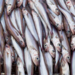 The Northeast Atlantic blue whiting fishery improvement project (FIP) fishery has been accepted into the MarinTrust Improver Program.