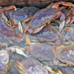 Dungeness crabbers on the U.S. West Coast are celebrating a bounce-back season.