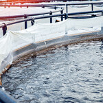 Salmon net pens. The Millennial Salmon Project hopes to accelerate innovation in the salmon aquaculture sector.