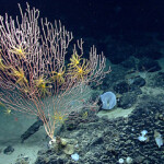 U.S. President Joe Biden on Friday, 8 October, reinstated all restrictions to the Northeast Canyons and Seamounts Marine National Monument.