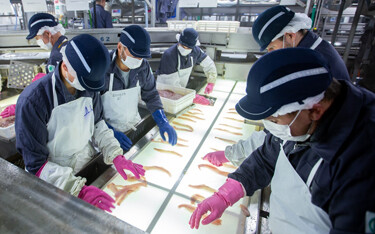 Workers processing pollock.